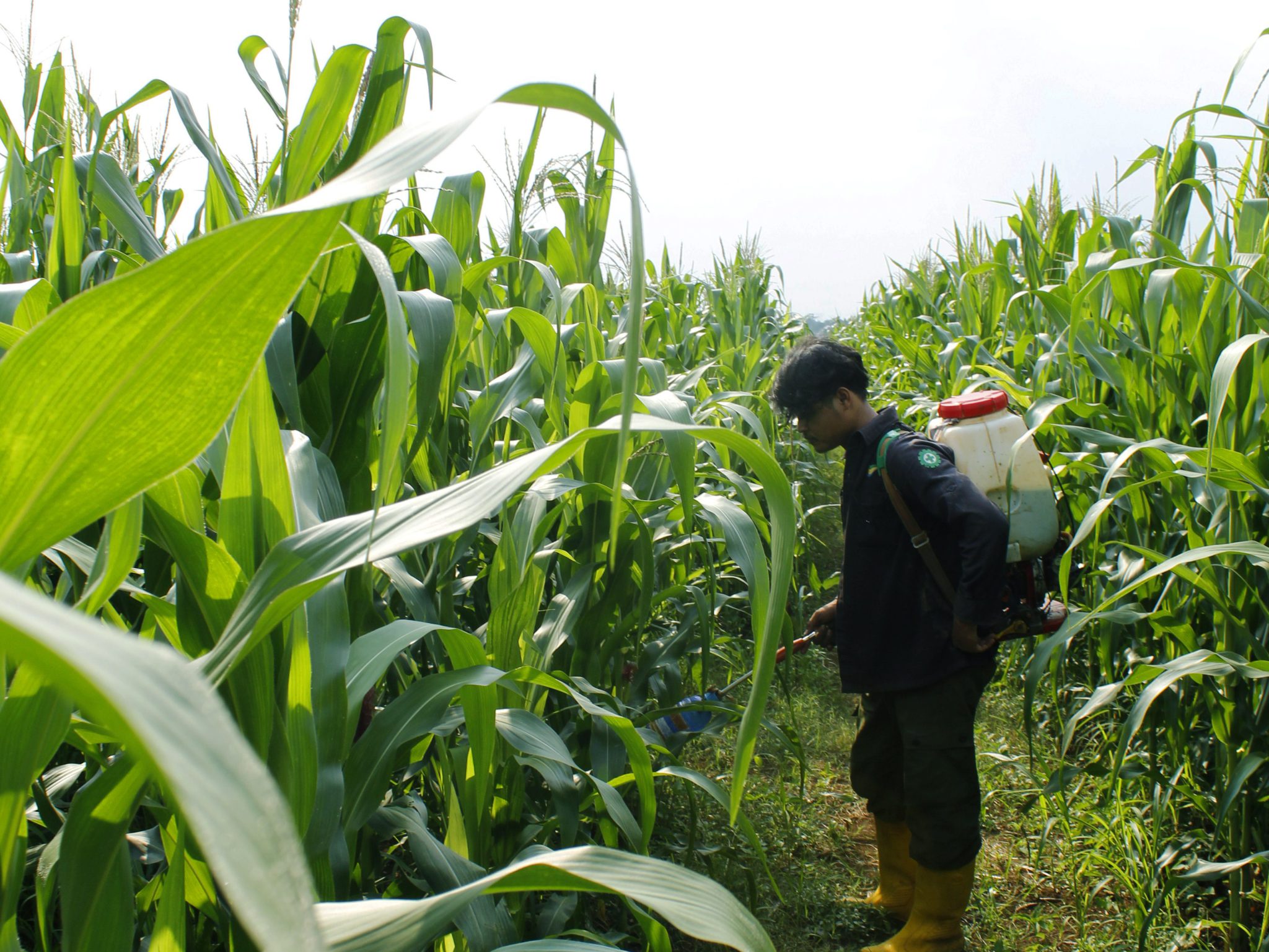 BUMI MAKMUR KREASINDO