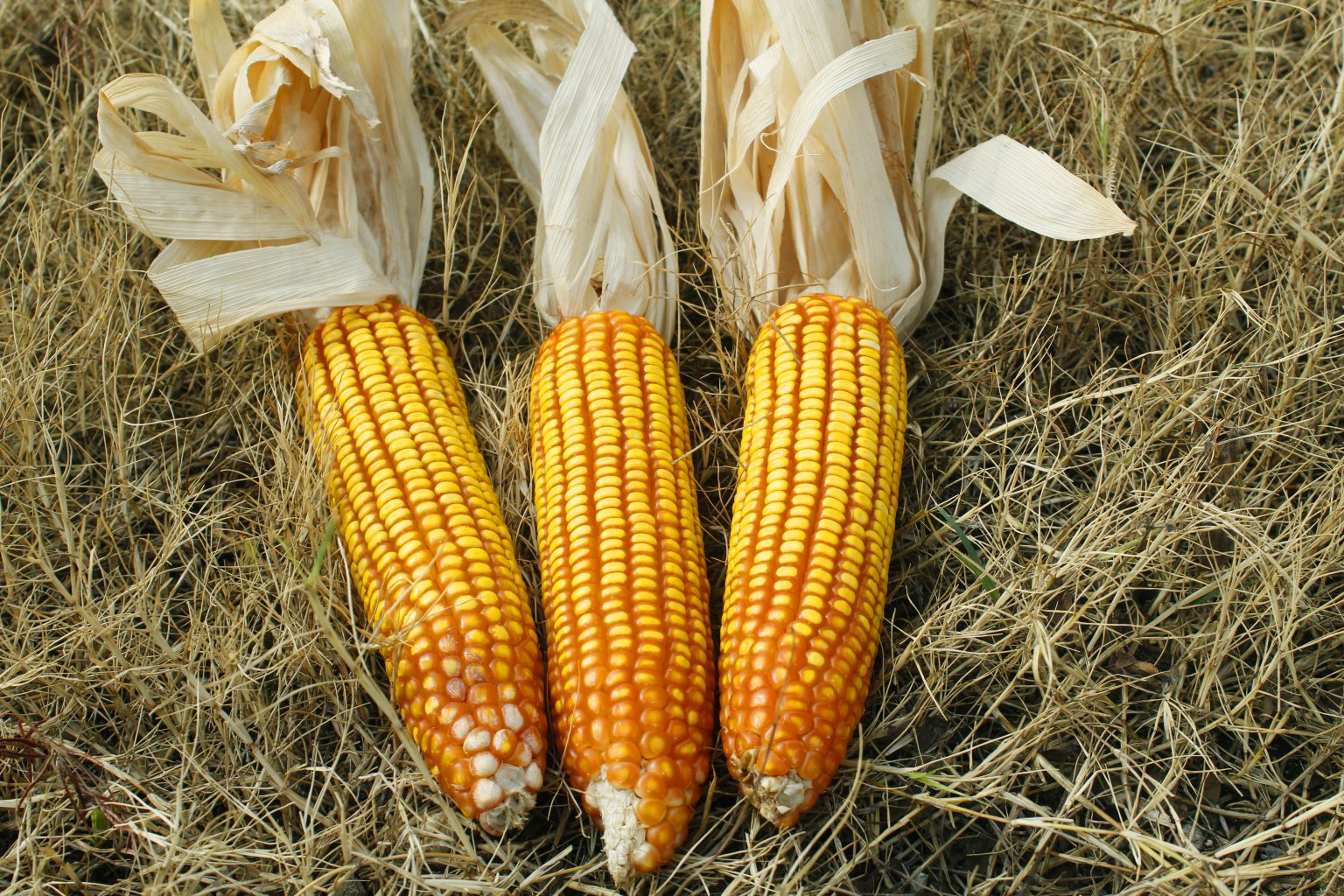 BUMI MAKMUR KREASINDO