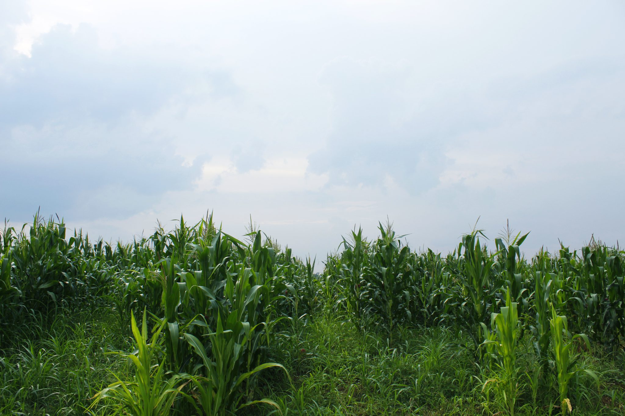 BUMI MAKMUR KREASINDO